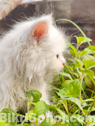 Traditional Persian Cat